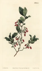 Černý huckleberry, Gaylussacia baccata (červenokvětá libavka, Vaccinium resinosum) - Ručně kolorovaná mědirytina F. Sansom Jr. podle ilustrace Sydenhama Edwardse z William Curtis