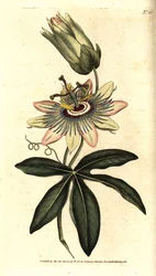 Blue Passiflora - Mučenka obecná, Passiflora caerulea. Ručně kolorovaná mědirytina podle botanické ilustrace Sydenhama Edwardse z The Botanical Magazine Williama Curtise, Lambeth Marsh, Londýn