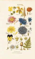 Botanická klasifikace a zástupci různých skupin rostlin
