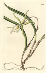 Brassavola perrinii (Brasavola Perrinova, Brasavola perrinii). Ručně kolorovaná mědirytina od S. Wattse podle ilustrace slečny Sarah Drakeové z botanického registru Sydenhama Edwardse, Ridgeway, Londýn