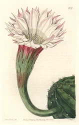 Kaktusový ježek nebo Mojžíšova koule, v květu, původem z Brazílie - Silná voda od S. Wattse z ilustrace Sarah Anne Drake (1803-1857), z Botanického rejstříku