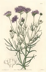 California Gilia - S. Watts Strong Water z ilustrace Sarah Anne Drake (1803-1857), z botanického registru