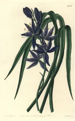 Camassie - Camash, Camassia quamash (Kvamash jedlý, Camassia esculenta). Ručně kolorovaná mědirytina od S. Wattse podle ilustrace Sarah Drake z botanického registru Sydenhama Edwardse, Ridgeway, Londýn