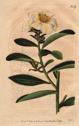 Camellia (Camelias) Penang, bílý květ zbarvený nažloutlým nádechem do květu. Camellia axillaris. Ručně kolorovaná mědirytina z botanické ilustrace od Sydenhama Edwardse z „”Botanical Magazine”” Williama Curtise 1790-1800.