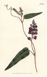 Caulinia bimaculata (Purpurový glycin, Glycine bimaculata). Ručně kolorovaná mědirytina od Sansom podle ilustrace Sydenhama Edwardse z William Curtis