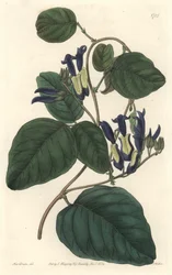 Caulie noiratre, původem z Austrálie - S. Watts silná voda z ilustrace Sarah Anne Drake (1803-1857), z botanického registru