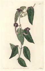 Ceropegia elegantní, původem z Indie - Silná voda od S. Wattse z ilustrace Sarah Anne Drake (1803-1857), z Botanického rejstříku