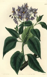 Chilský bramborový strom nebo solanum zkadeřené. Ručně kolorovaná mědirytina od S. Wattse podle ilustrace slečny Sarah Drakeové z botanického registru Sydenhama Edwardse, Ridgeway, Londýn
