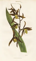 Čínská orchidej (Epidendrum sinense)