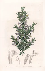 Clinopodium Variete - Talíř vyrytý S. Wattsem, z ilustrace Sarah Anne Drake (1803-1857), z Botanického registru Sydenham Edwards (1768-1819), Anglie