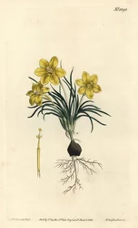 Hodina, Moraea fugacissima (galaxia úzkolistá, Galaxia graminea). Ručně kolorovaná mědirytina F. Sansom Jr. podle ilustrace Sydenhama Edwardse z William Curtis
