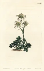 Mochna Clusius - mochna Clusius, Potentilla clusiana. Ručně kolorovaná mědirytina F. Sansom Jr. podle ilustrace Sydenhama Edwardse z William Curtis
