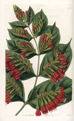 Combretum Variete, Red Flower Graphips - vyryl S. Watts, z ilustrace Sarah Anne Drake (1803-1857), z botanického registru Sydenham Edwards (1768-1819), Anglie