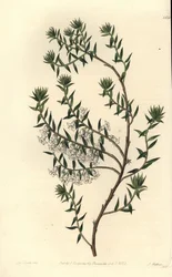 Vřesovec obecný, Epicris impressa (Epacris nivalis, Epicris nivalis). Ručně kolorovaná mědirytina od S. Wattse podle ilustrace slečny Sarah Drakeové z botanického registru Sydenhama Edwardse, Ridgeway, Londýn