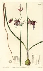 Korál z Mexika nebo kapka korálů - Korálové kapky, Bessera elegans (Pharium duté, Pharium fistulosum). Ručně kolorovaná mědirytina S. Wattse podle ilustrace Williama Herberta z Sydenham Edwards
