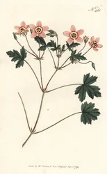 Jeřábovka (nebo čapí zobák) - Jeřábovka masově zbarvená, Erodium incarnatum. Ručně kolorovaná mědirytina od Sansom podle ilustrace Sydenhama Edwardse z William Curtis