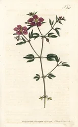 Kréta Fagonia - krétská fagonie, Fagonia cretica. Ručně kolorovaná mědirytina od Sansom podle ilustrace Sydenhama Edwardse rom Botanical Magazine Williama Curtise, Londýn