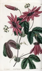 Crimson Passion - Talíř vyrytý S. Wattsem, z ilustrace Sarah Anne Drake (1803-1857), z Botanického registru Sydenham Edwards (1768-1819), Anglie