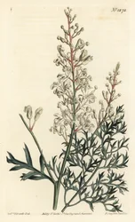Vrásčitý keř neboli tansy - Vrásčitý keř nebo petržel kapradina (lomatia sirnatolistá), Lomatia silaifolia. Ručně kolorovaná mědirytina F. Sansom Jr. podle ilustrace Sydenhama Edwardse z William Curtis