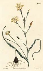 Moraea crispa stočená. Ručně kolorovaná mědirytina F. Sansom Jr. podle ilustrace Sydenhama Edwardse z William Curtis