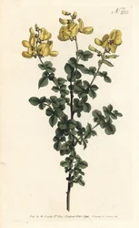 Cytisophyllum sessilifolium (Cytisus sessilifolius, Cytisus sessilifolius). Ručně kolorovaná mědirytina od Sansom podle ilustrace Sydenhama Edwardse z William Curtis