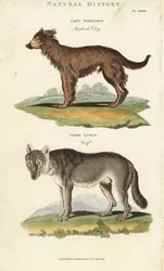 Pes a vlk - pastevecký pes, Canis familiaris, a vlk, Canis lupus. Ručně kolorovaná mědirytina podle Sydenhama Edwardse z John Mason Good