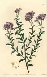 Selago Dr. Gilla, Selago gillii. Ručně kolorovaná mědirytina S. Wattse podle ilustrace J.T. Hart z botanického registru Sydenhama Edwardse, Ridgeway, Londýn