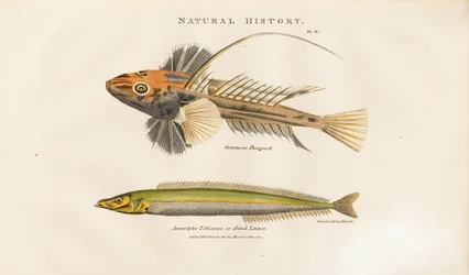Dragonet a Sand Lance