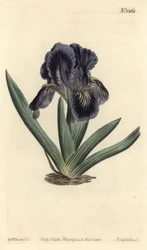 Kosatec trpasličí - Kosatec x binata (Purpurově modrá vlajka trpaslíků, Iris pumila var. violacea). Ručně kolorovaná mědirytina od F. Sansom Jr. podle ilustrace Sydenhama Edwardse z William Curtis