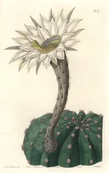 Echinocactus eyriesii, kvetoucí kaktus, původem z Mexika - Silná voda od S. Wattse z ilustrace Sarah Anne Drake (1803-1857), z Botanického registru