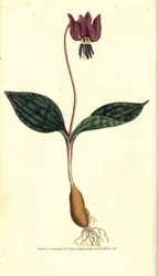 Erythrone psí zub (nebo červený Satyrion) - Psí zub fialový, Erythronium dense-canis. Ručně kolorovaná mědirytina podle botanické ilustrace Jamese Sowerbyho z The Botanical Magazine Williama Curtise, Lambeth Marsh, Londýn