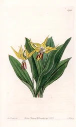 Erythrone má velké květy, původem ze Severní Ameriky - Talíř vyrytý S. Wattsem, z ilustrace Sarah Anne Drake (1803-1857), z Botanického registru Sydenham Edwards (1768-1819), Anglie