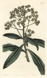 Euphorbe mellifere - Pryšec medonosný nebo euphorbia medonosná, Euphorbia mellifera. Ručně kolorovaná mědirytina od F. Sansom Jr. podle ilustrace Sydenhama Edwardse z William Curtis
