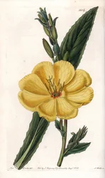 Pupalka s velkými květy - Gravírovaná deska od S.Watts, z ilustrace Sarah Anne Drake (1803-1857), z Botanického registru Sydenham Edwards (1768-1819), Anglie