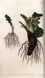 Vláknité kořeny seneconu a jitrocele velkého (nebo jitrocele ptáků). Barevná mědirytina, ilustrace Sydenham Edwards (1768-1819) pro Conference of Botanical, Botanická zahrada Lambeth (Anglie)