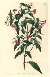 Fuschia variete - Tyčinkovitě větvená fuchsie, Fuchsia bacillaris. Přirozený hybrid mezi Fuchsia microphylla subsp. microphylla a Fuchsia thymifolia subsp. thymifolia. Ručně kolorovaná mědirytina od S. Wattse podle ilustrace Sarah Drakeové z knihy Syd