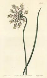 Česnek nakláněný - Cibule kývající, pórek dámský nebo česnek luční, Allium cernuum. Ručně kolorovaná mědirytina F. Sansom Jr. podle ilustrace Sydenhama Edwardse z William Curtis