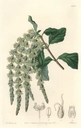 Garrya s eliptickými listy nebo hedvábnými žaludy nebo medvědím keřem - Silná voda od S. Wattse z ilustrace Sarah Anne Drake (1803-1857), z Botanického registru