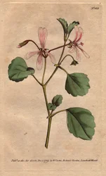 Geranium má list šťovíku s růžovými žilkovanými květy, původem z Jižní Afriky. Jeřáb šťovíkový s růžovými žilkovanými květy. Pochází z Kapska v Jižní Africe. Pelargonium acetosum. Ručně kolorovaná mědirytina z botanické ilustrace od Sydenhama