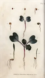 Klíčení semen ředkvičky, pšenice seté a ječmene obecného. Kolorovaná mědirytina, ilustrace Sydenhama Edwardse (1768-1819) pro Conferences of Botanical, botanickou zahradu v Lambethu (Anglie)