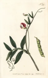 Gesse climene - vikev španělská, Lathyrus clymenum (lathyrus klouboplodý, Lathyrus articulatus). Ručně kolorovaná mědirytina od Sansom podle ilustrace Sydenhama Edwardse z William Curtis