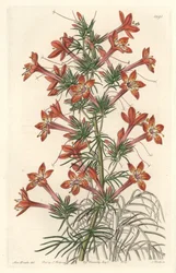 Gilie a coronope leaf nebo Ipomopside elegante - Water forte od S. Wattse z ilustrace Sarah Anne Drake (1803-1857), z Botanického rejstříku