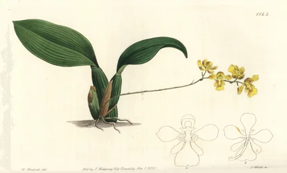 Orchidej Gomesa cornigera (rohatý oncidium, Oncidium cornigerum). Ručně kolorovaná mědirytina S. Wattse podle ilustrace Williama Herberta z Sydenham Edwards