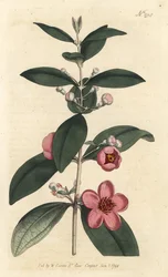 Angrešt - Myrta růžová, Rhodomyrtus tomentosa (Myrtus tomentosa, Myrtus tomentosa). Ručně kolorovaná mědirytina od Sansom podle ilustrace Sydenhama Edwardse rom William Curtis