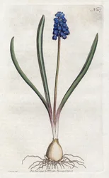 Litografie hroznového hyacintu od Sydenhama Edwardse (1768-1819), deska z Botanical Magazine od Williama Curtise (1746-1799)