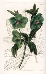 Zelený květ čemeřice Variete - vyryl S. Watts, z ilustrace Sarah Anne Drake (1803-1857), z botanického registru Sydenham Edwards (1768-1819), Anglie