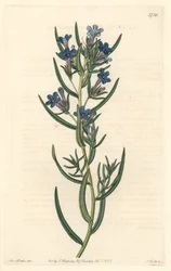 Gremil a listy rozmarýnu, původem ze Sicílie - Water forte od S. Wattse z ilustrace Sarah Anne Drake (1803-1857), z Botanického rejstříku