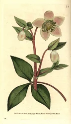 Lividní nebo černá čemeřice - Lividní nebo purpurová čemeřice, Helleborus lividus. Ručně kolorovaná mědirytina podle botanické ilustrace Jamese Sowerbyho z The Botanical Magazine Williama Curtise, Lambeth Marsh, Londýn
