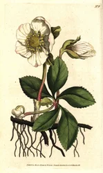 Černá čemeřice neboli vánoční růže, Helleborus niger. Ručně kolorovaná mědirytina podle botanické ilustrace Sydenhama Edwardse z knihy The Botanical Magazine Williama Curtise, Lambeth Marsh, Londýn