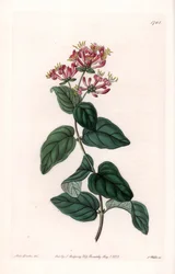 Herb variete - Talíř vyrytý S.Wattsem, z ilustrace Sarah Anne Drake (1803-1857), z Botanického registru Sydenham Edwards (1768-1819), Anglie
